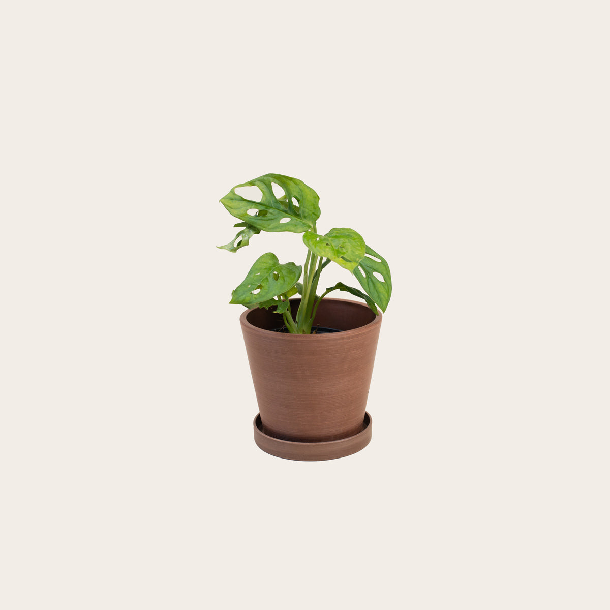 Load image into Gallery viewer, Alocasia Polly - Small (coffee)