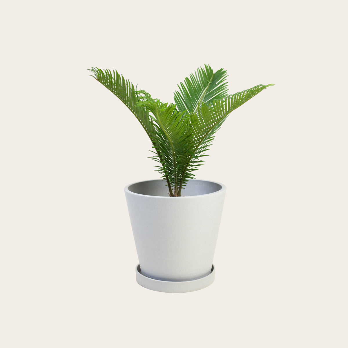 Load image into Gallery viewer, Sago Palm - Medium (chalk)