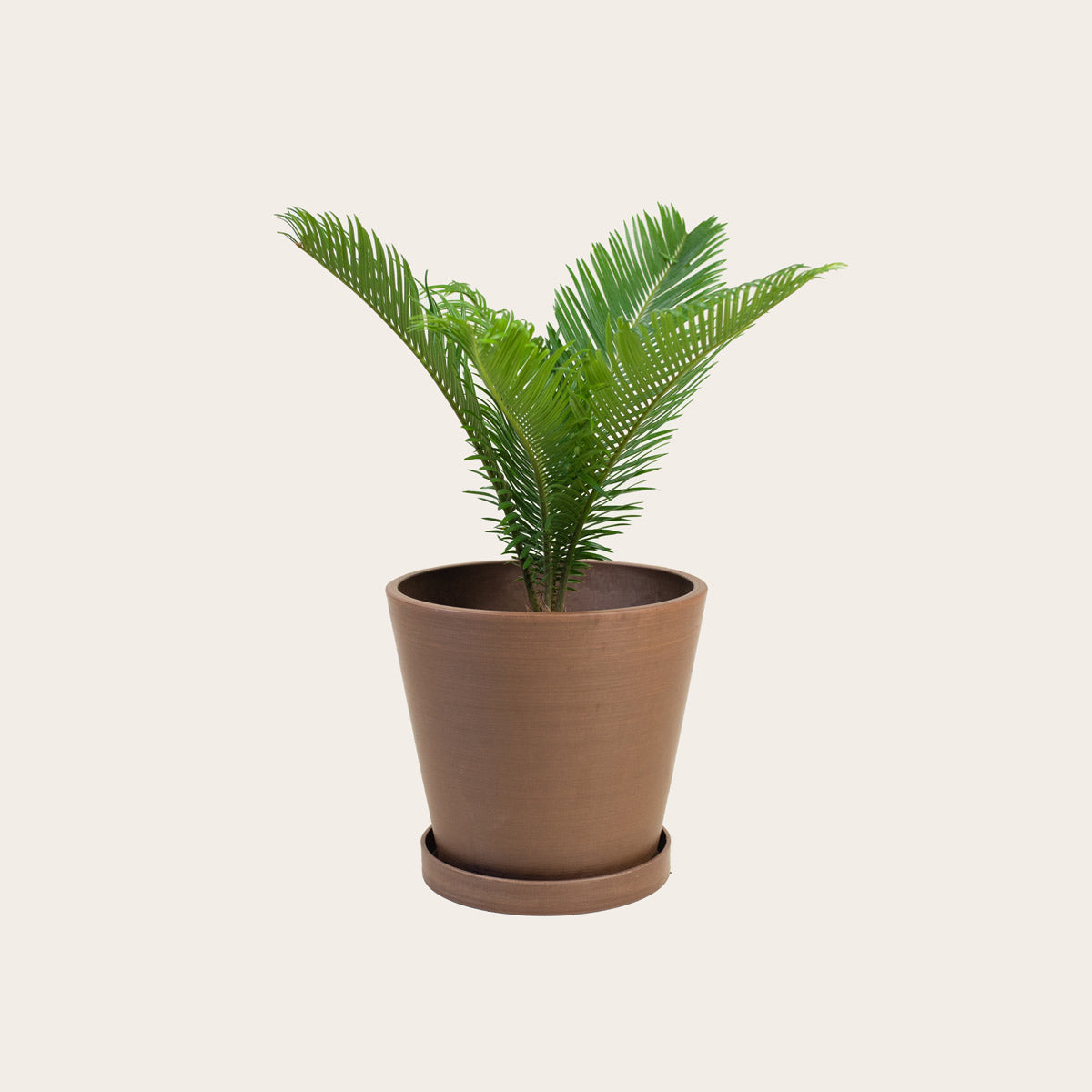 Load image into Gallery viewer, Sago Palm - Medium (coffee)