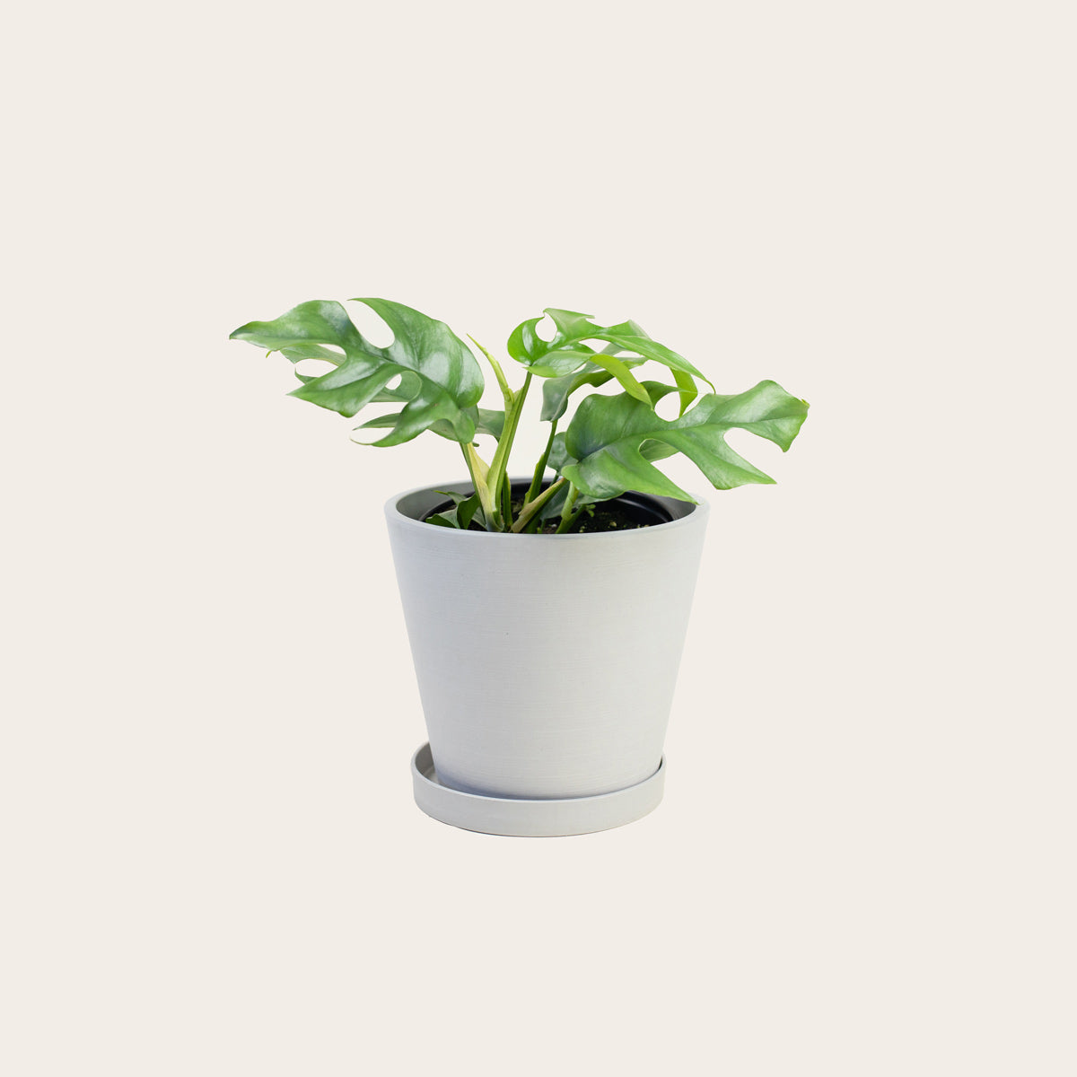 Load image into Gallery viewer, Rhaphidophora Tetrasperma - Medium (chalk)