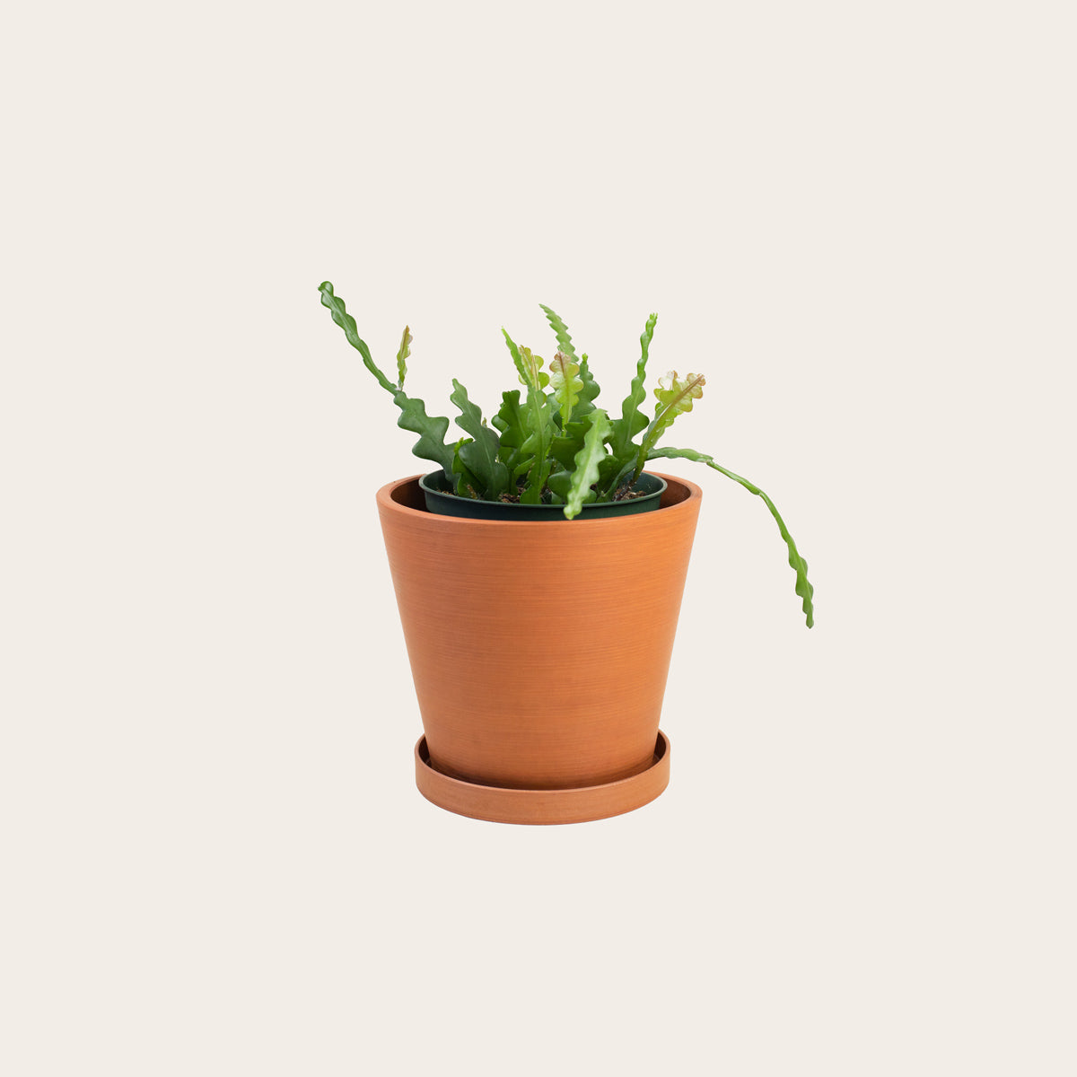 Load image into Gallery viewer, Zig Zag Cactus - Medium (terracotta)