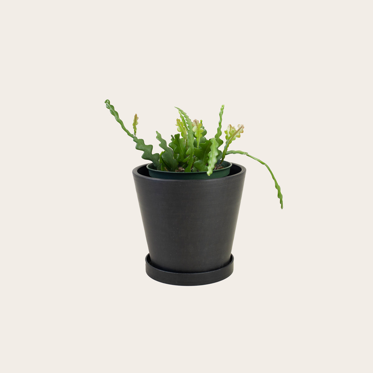 Load image into Gallery viewer, Zig Zag Cactus - Medium (midnight)