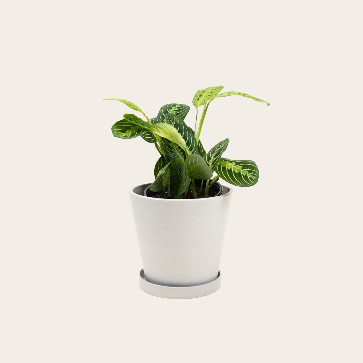 Load image into Gallery viewer, Maranta Lemon Lime - Medium (chalk)