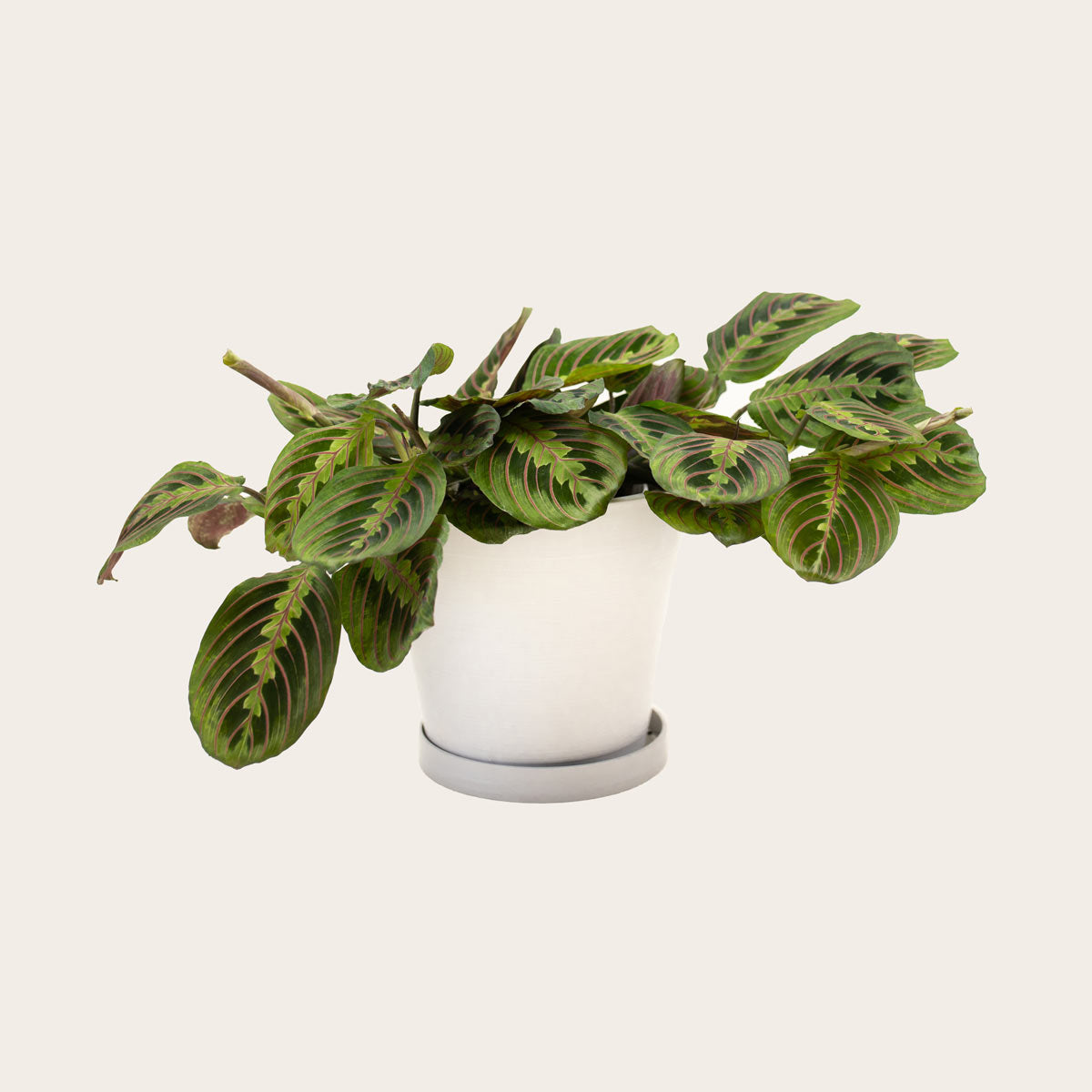 Load image into Gallery viewer, Maranta Red - Medium (chalk)