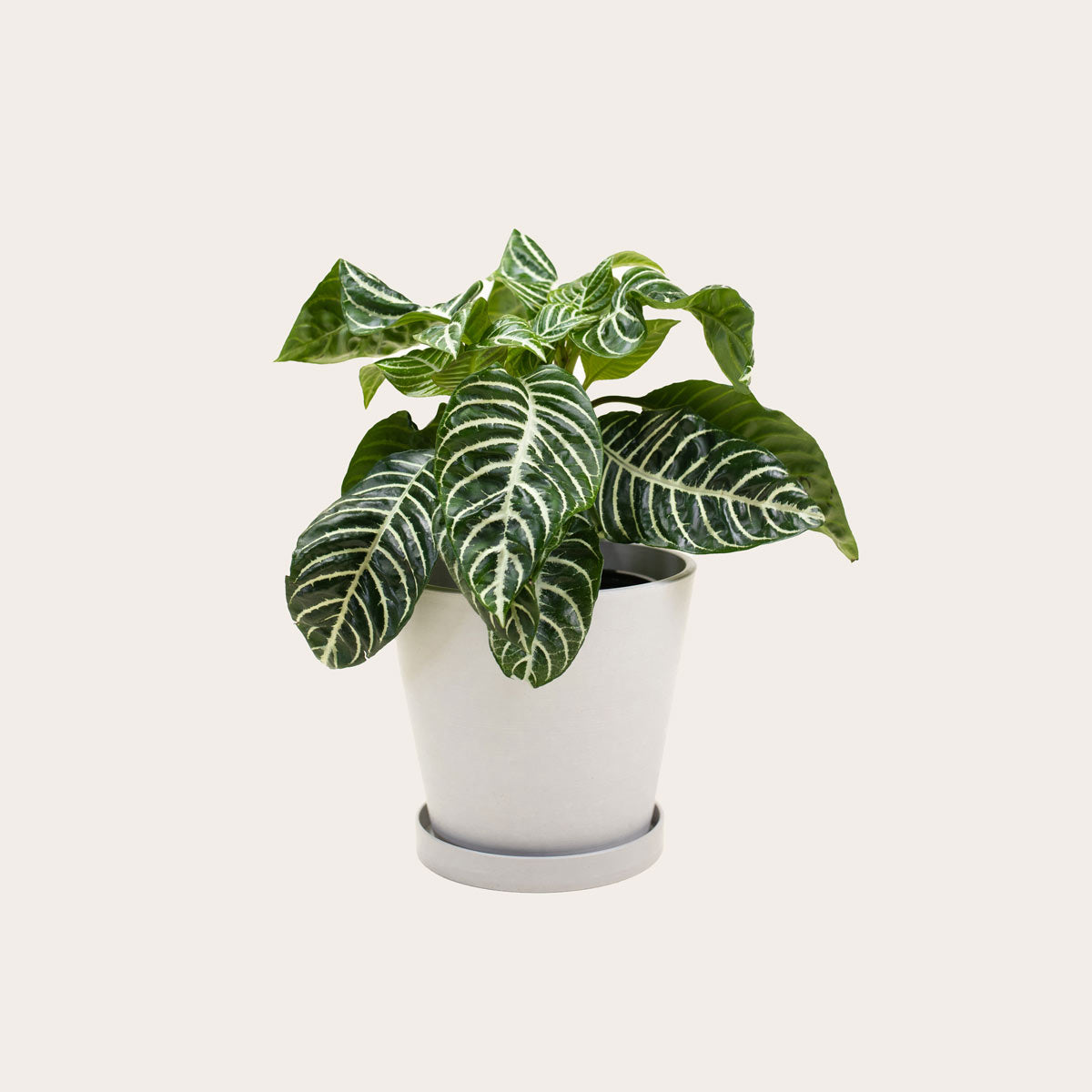 Load image into Gallery viewer, Aphelandra Zebra - Medium (chalk)