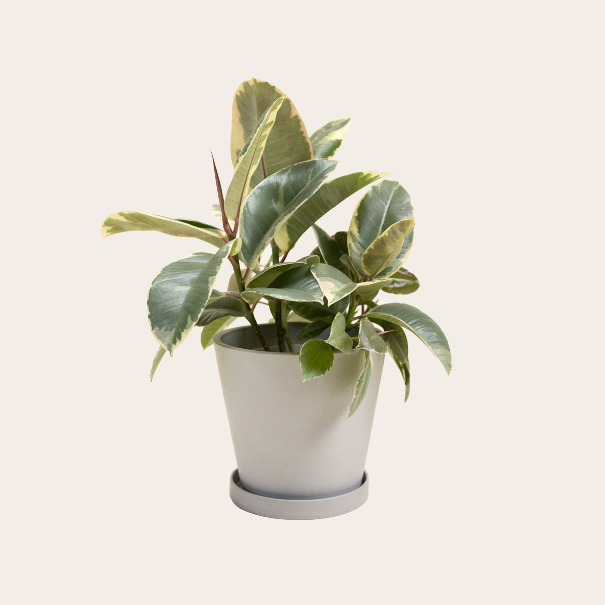 Load image into Gallery viewer, Rubber Plant Tineke - Medium (chalk)