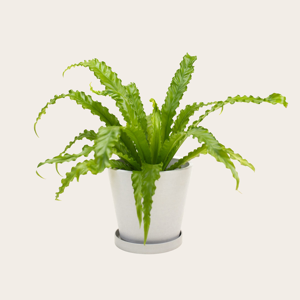 Load image into Gallery viewer, Birds Nest Fern 'Victoria' - Medium (chalk)