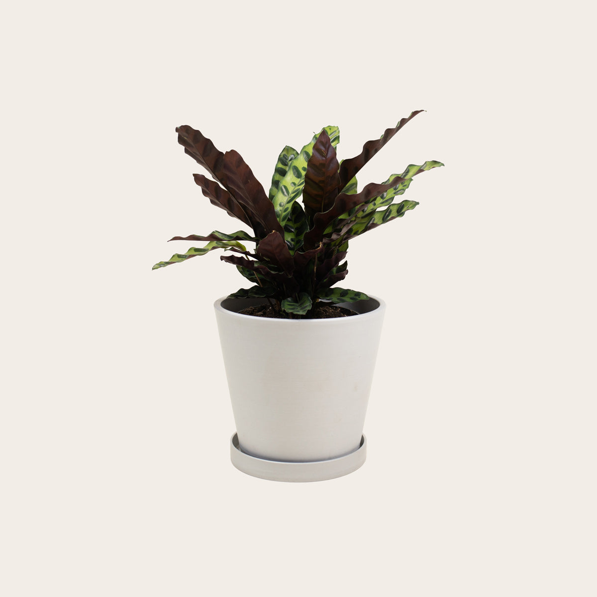 Load image into Gallery viewer, Calathea Lancifolia - Medium (chalk)