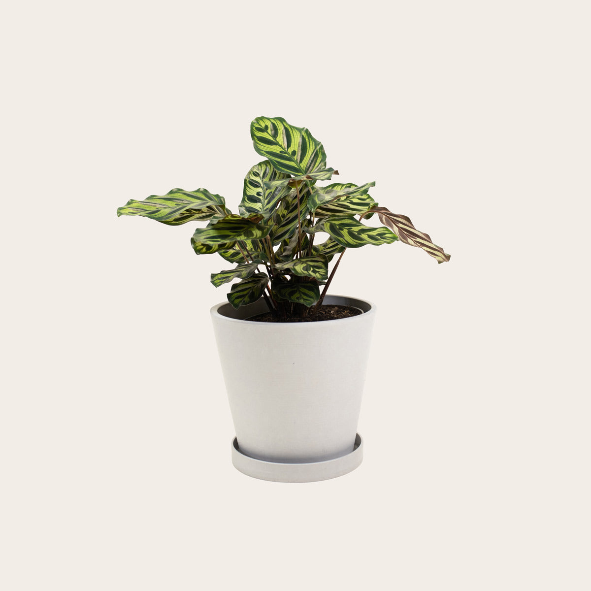 Load image into Gallery viewer, Calathea Makoyana - Medium (chalk)