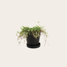 Load image into Gallery viewer, Pilea Silver Sparkle - Small (midnight) 
