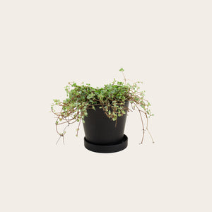 Pilea Silver Sparkle - Small (midnight) 