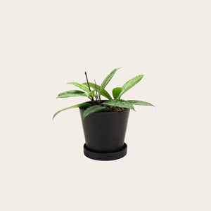 Hoya Pubicalyx Splash - Small (midnight)