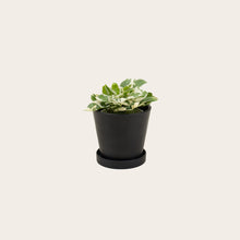 Load image into Gallery viewer, Pothos Njoy - Small (midnight)
