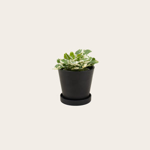 Pothos Njoy - Small (midnight)
