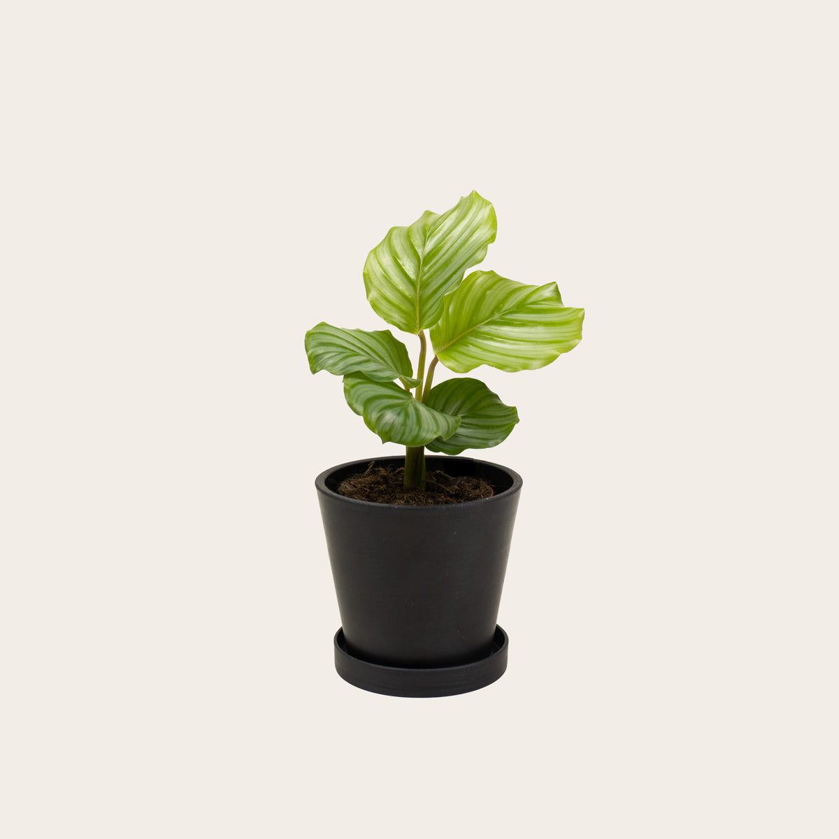 Load image into Gallery viewer, Calathea Orbifolia - Small (midnight)
