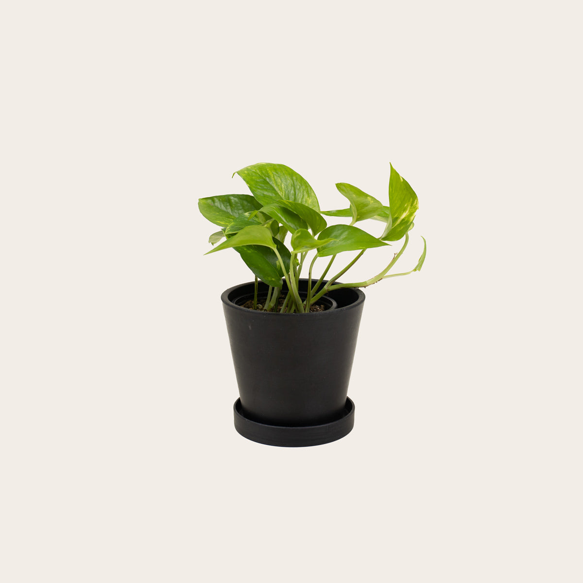 midnight pothos Pothos Golden