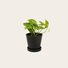 Load image into Gallery viewer, Pothos Golden - Small (midnight)
