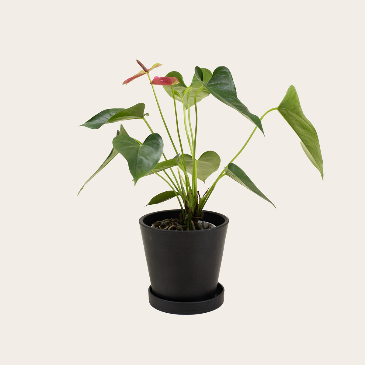 Load image into Gallery viewer, Anthurium - Small (midnight)
