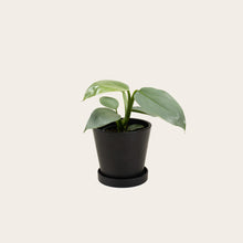 Load image into Gallery viewer, Philodendron Silver Sword - Small (midnight)

