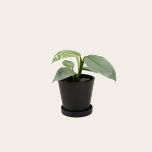 Philodendron Silver Sword - Small (midnight)