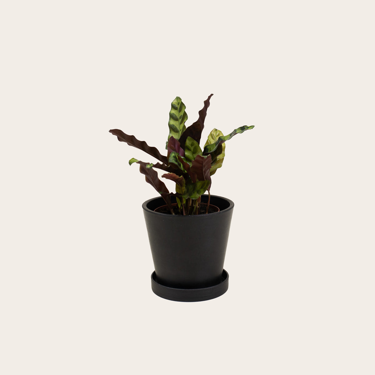 Load image into Gallery viewer, Calathea Lancifolia - Small (Midnight)
