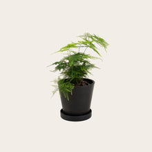 Load image into Gallery viewer, Asparagus Fern Plumosa - Small (midnight)
