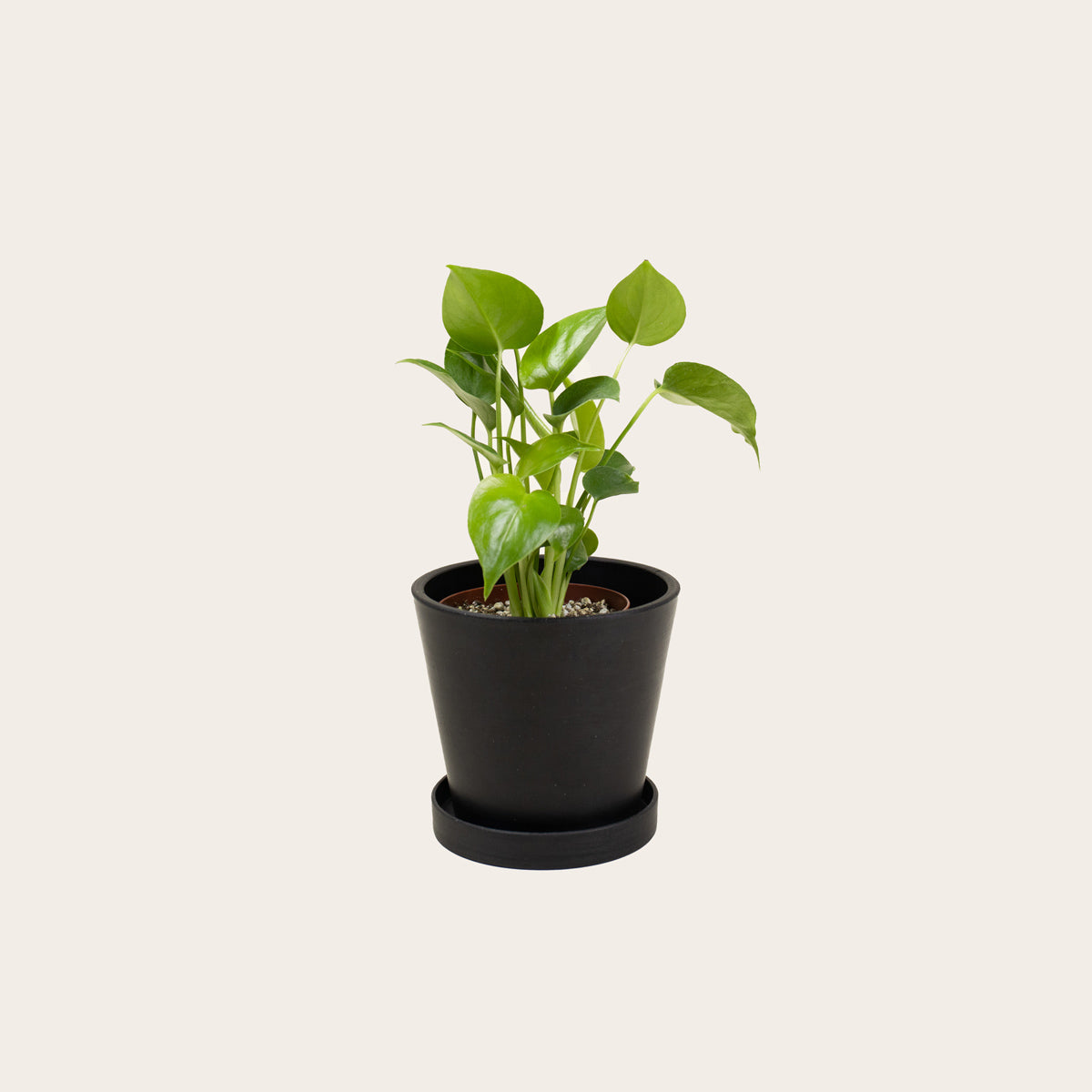 Load image into Gallery viewer, Monstera Deliciosa - Small (midnight)
