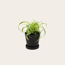 Load image into Gallery viewer, Spider Plant &#39;Bonnie&#39; - Small (midnight)
