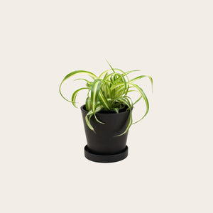 Spider Plant 'Bonnie' - Small (midnight)