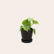 Load image into Gallery viewer, Heart Leaf Philodendron - Small (midnight)
