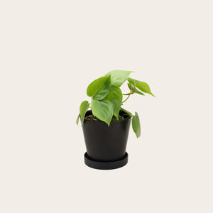 Heart Leaf Philodendron - Small (midnight)