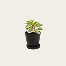 Load image into Gallery viewer, Peperomia Obtusifolia Variegata - Small (midnight)
