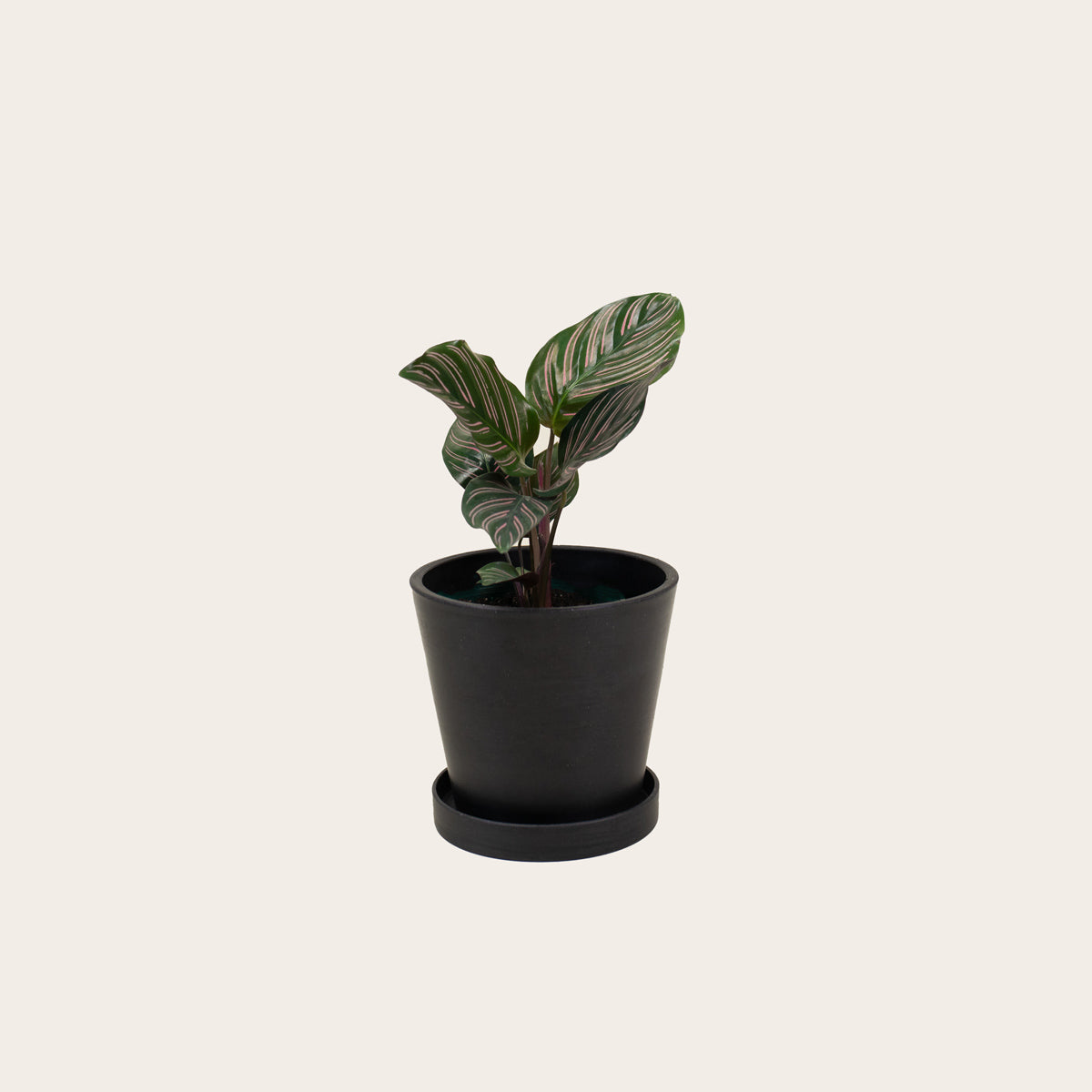 Load image into Gallery viewer, Calathea Ornata - Small (midnight) 
