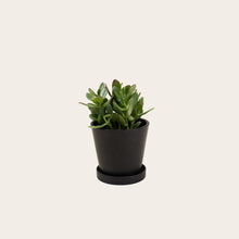 Load image into Gallery viewer, Jade - Small (midnight)
