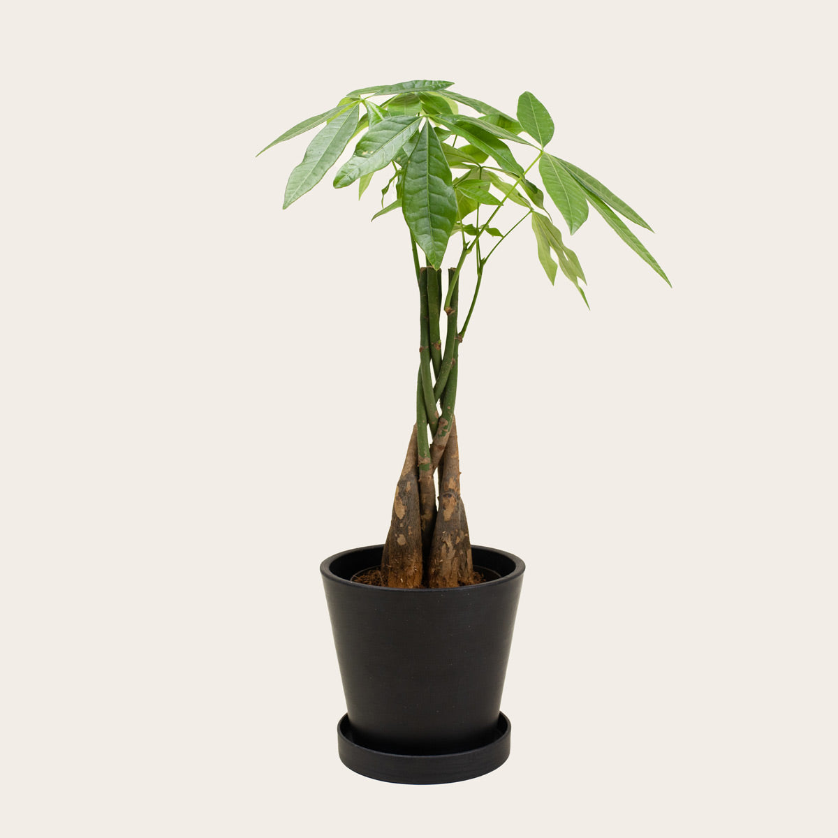 Load image into Gallery viewer, Pachira Aquatica - Small (midnight)
