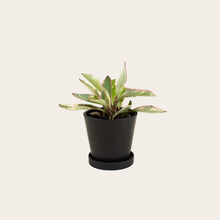 Load image into Gallery viewer, Peperomia Ginny - Small (midnight)
