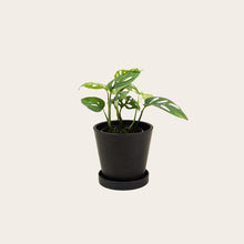 Load image into Gallery viewer, Monstera Adansonii - Small (midnight)
