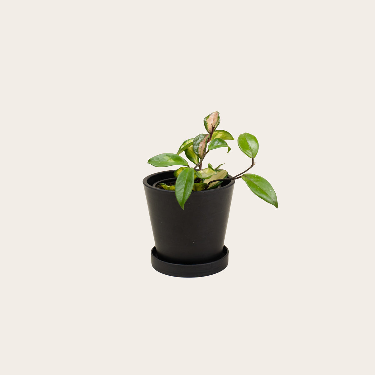 Load image into Gallery viewer, Hoya Carnosa Tricolor - Small (midnight)
