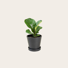 Load image into Gallery viewer, Fiddle Leaf Fig - Small (midnight)
