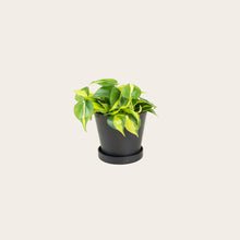 Load image into Gallery viewer, Philodendron Brasil - Small (midnight)
