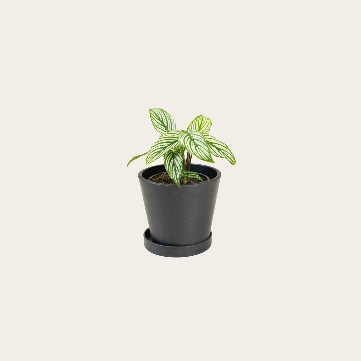 Load image into Gallery viewer, Calathea Vittata - Small (midnight)

