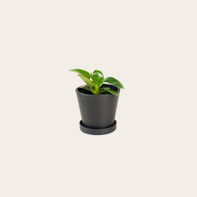 Load image into Gallery viewer, Philodendron Birkin - Small (midnight)
