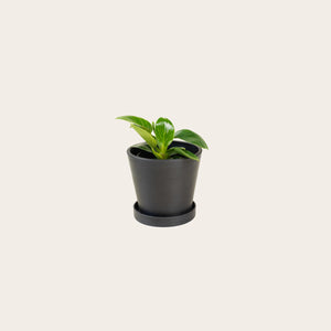 Philodendron Birkin - Small (midnight)