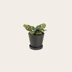 Calathea Makoyana - Small (midnight)