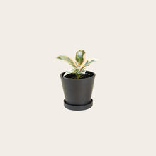 Load image into Gallery viewer, Rubber Plant Tineke - Small (midnight)
