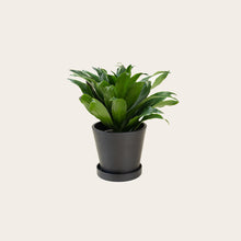 Load image into Gallery viewer, Dracaena Compacta - Small (midnight)
