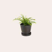 Load image into Gallery viewer, Lemon Button Fern - Small (midnight)

