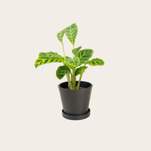 Load image into Gallery viewer, Calathea Zebrina - Small (midnight)
