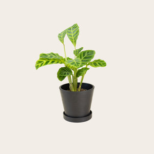 Calathea Zebrina - Small (midnight)