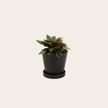 Load image into Gallery viewer, Peperomia Rosso - Small (midnight)
